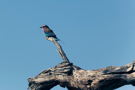 Bird perched