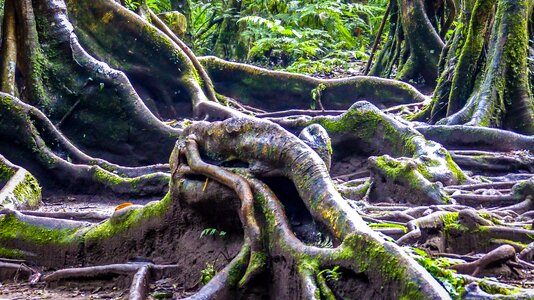 Old tree forest cohesion