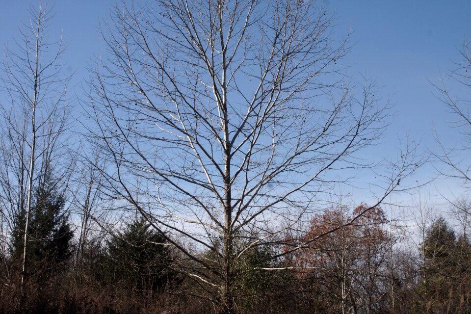Life wood