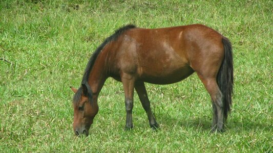 Field horses Free photos