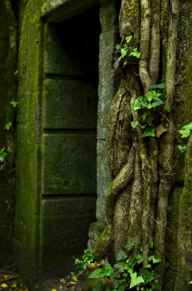Galicia past dacova
