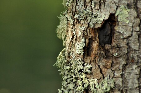 Moss bark trees
