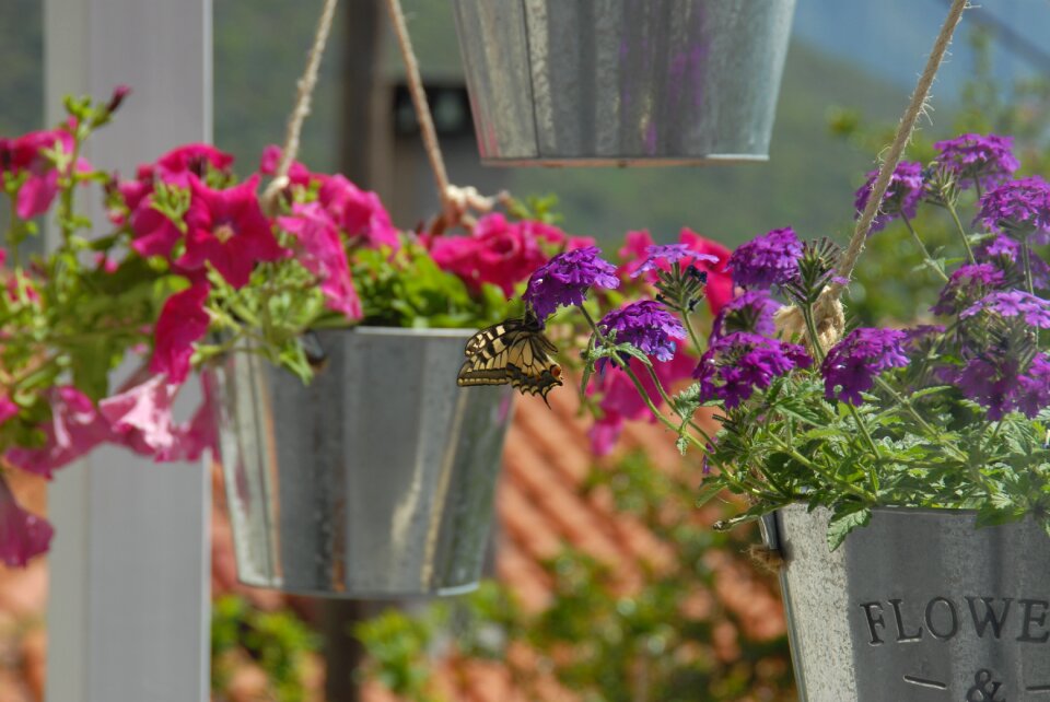 Spring greece pots