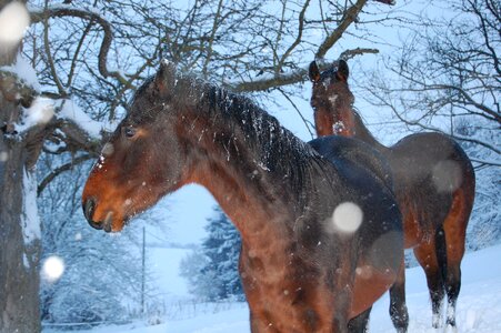 Horse winter Free photos photo