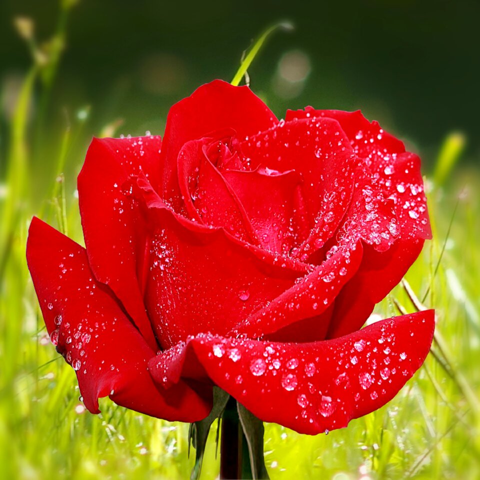 Rose blooms garden nature