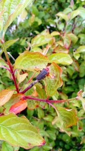 Animal bug plants photo