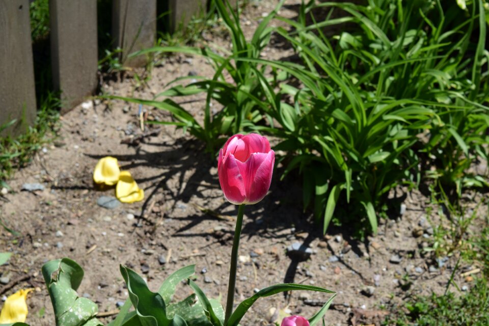 Flower spring