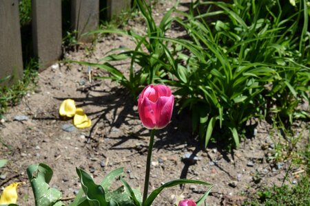 Flower spring