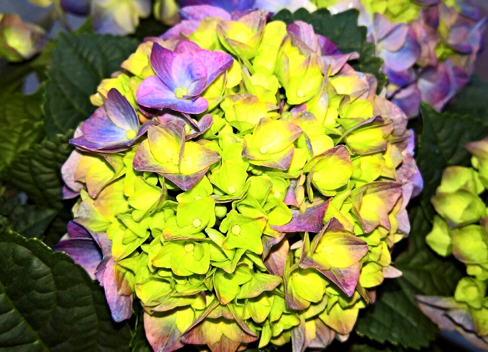 Hydrangea flower blossomed yellow