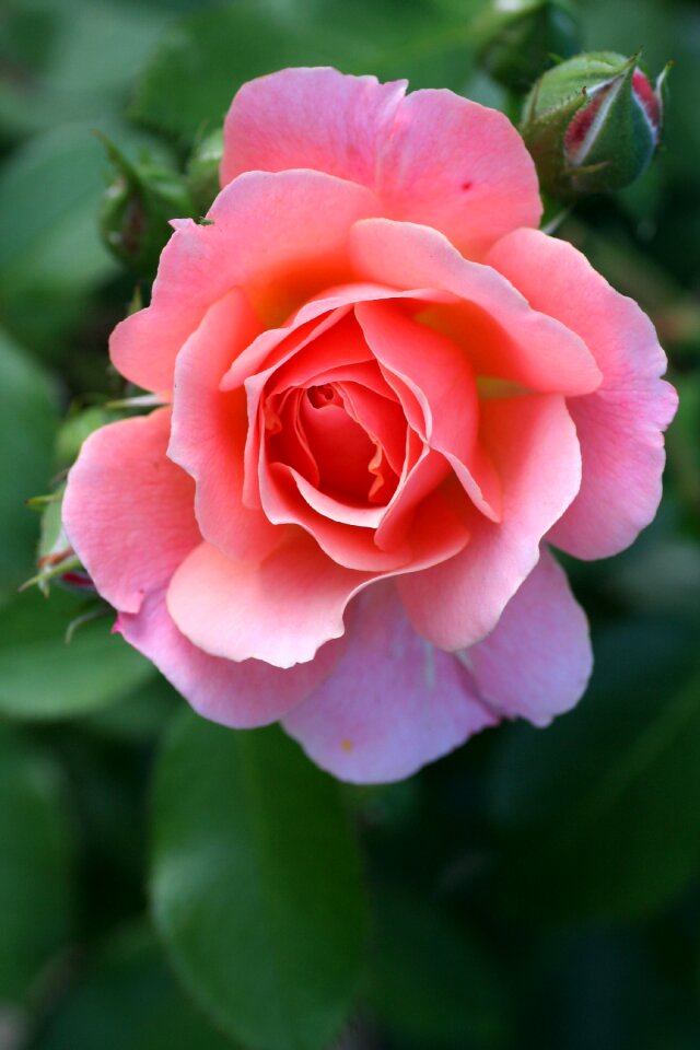 Flower nature petals