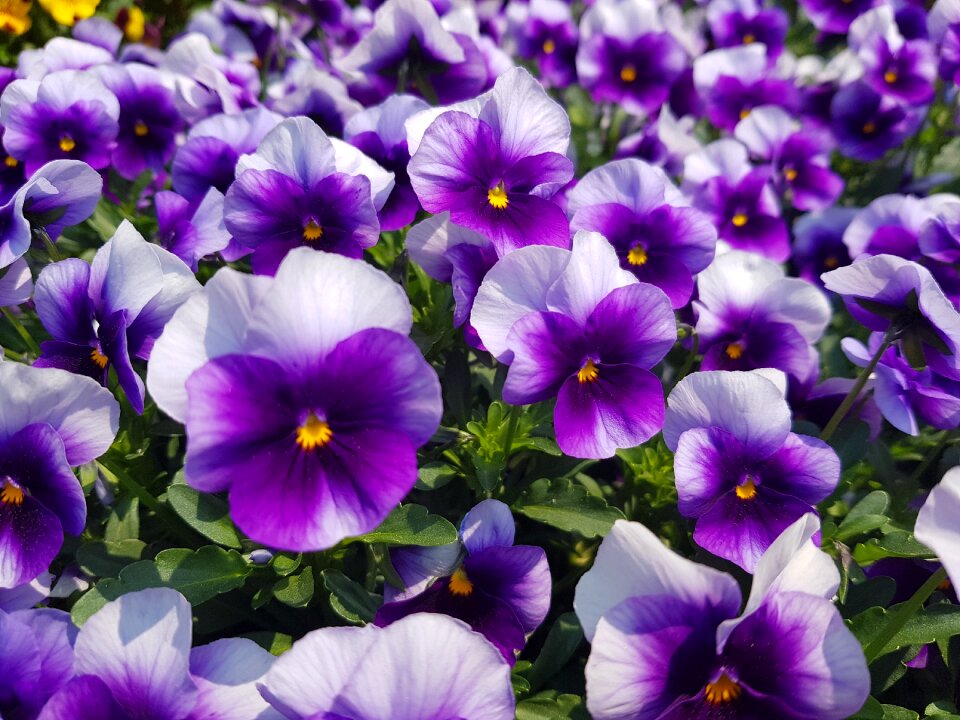 Purple behold sort