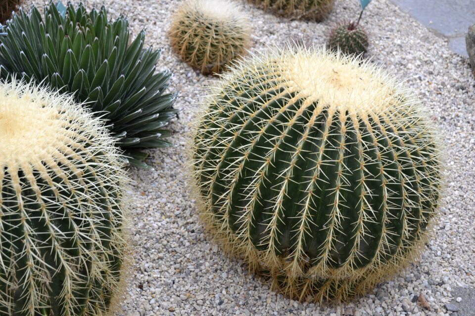 Flower cacti desert