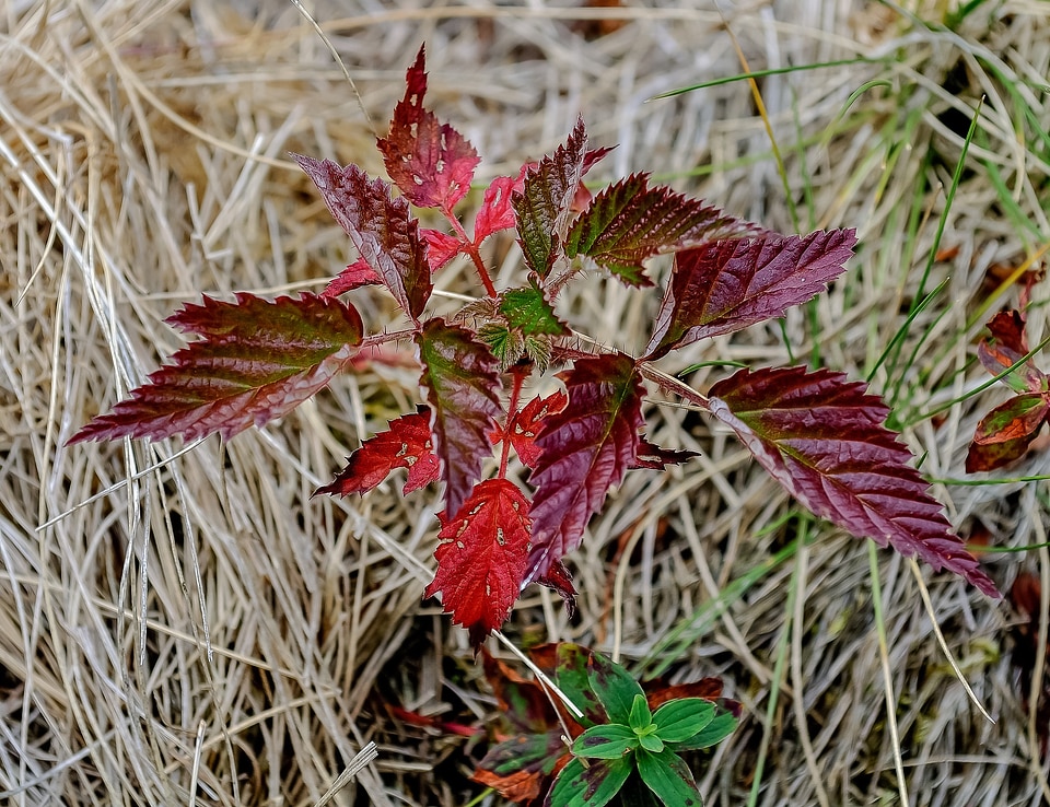 Fall autumn red