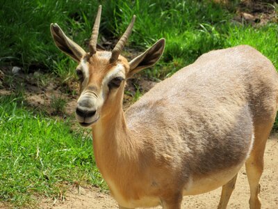 Hooved mammal mammal