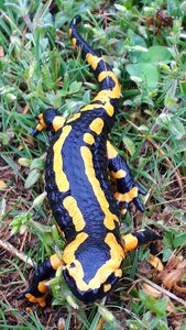 Amphibians salamandra salamandra animal photo