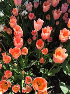 Beauty pollen plants