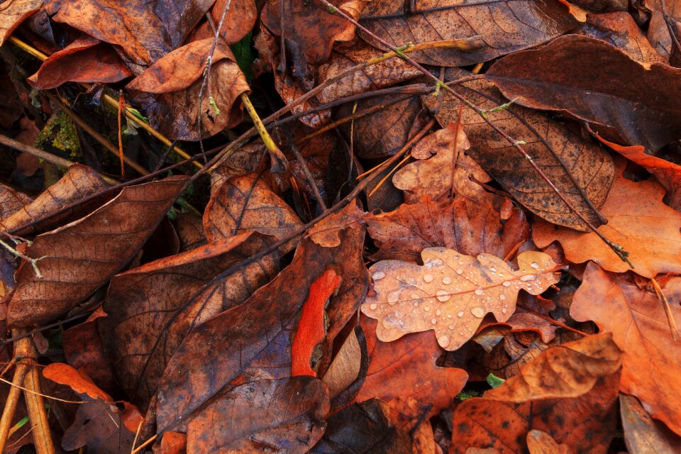 Drop of water nature golden autumn