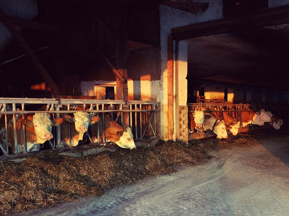 Feeding hay farm