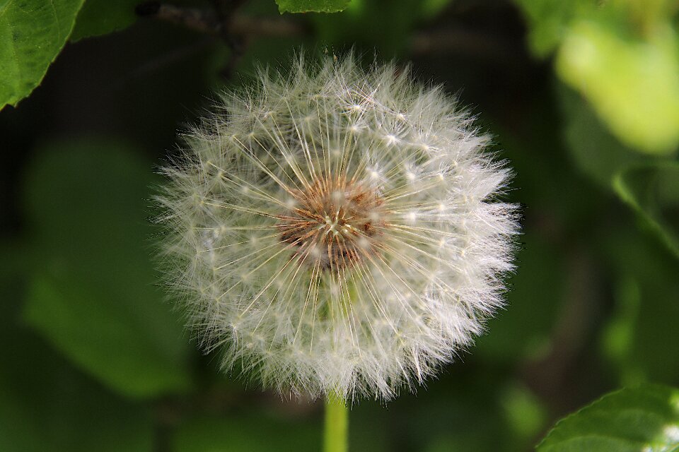 Macro nature blossom