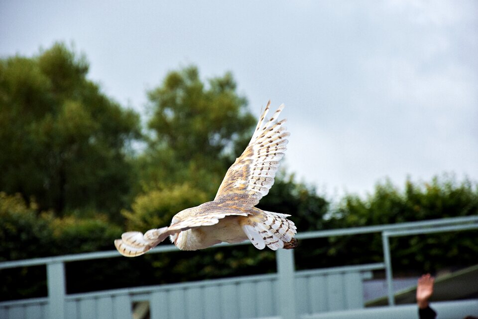 Plumage bird of prey funny