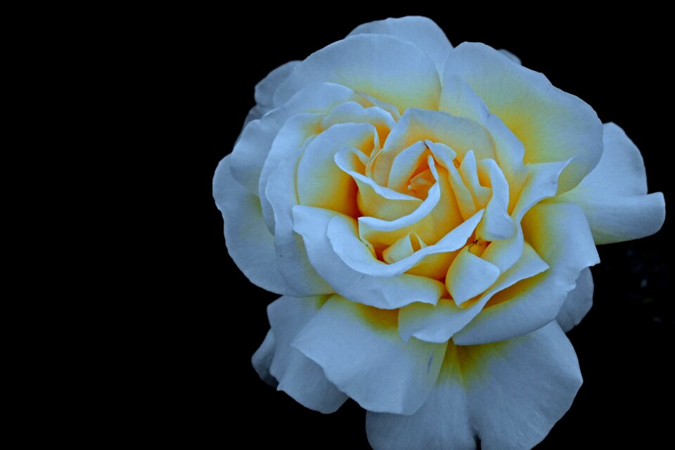 Flower garden black