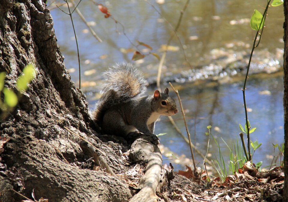 Forest animal