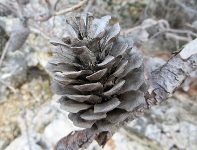 Wood adriatic seaside