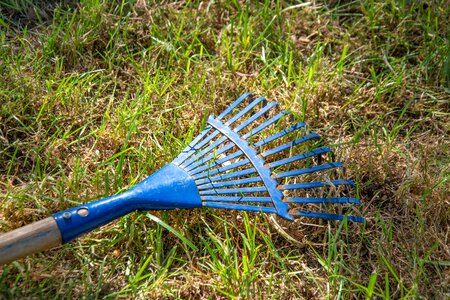 Garden gardening plant