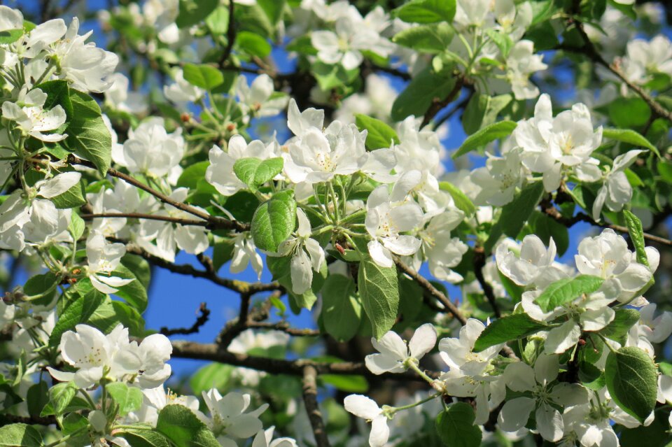 Apple tree spring Free photos