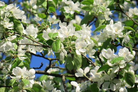 Apple tree spring Free photos