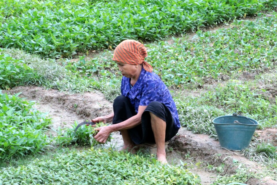 Viet nam agriculture Free photos