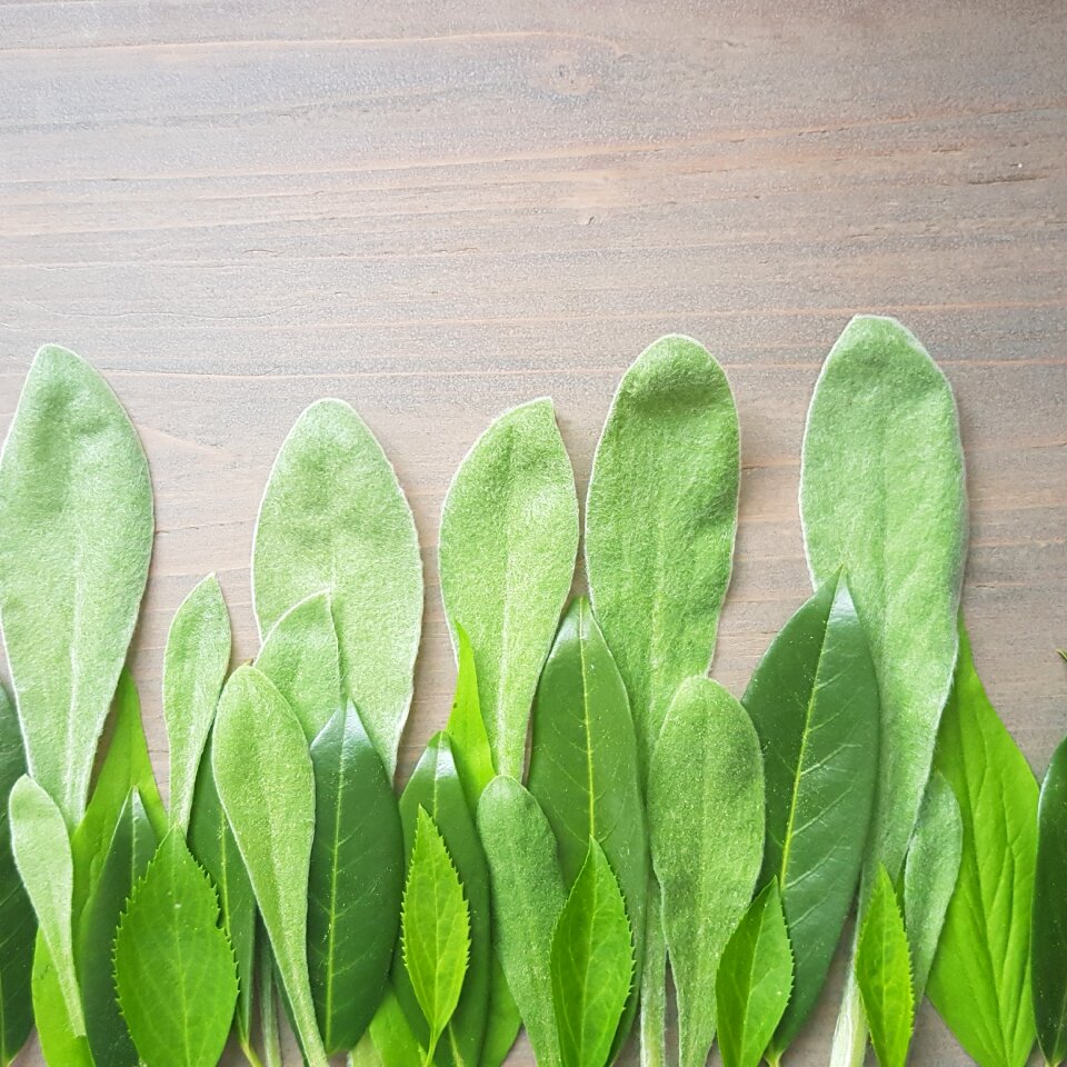 Plant growth background