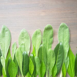 Plant growth background