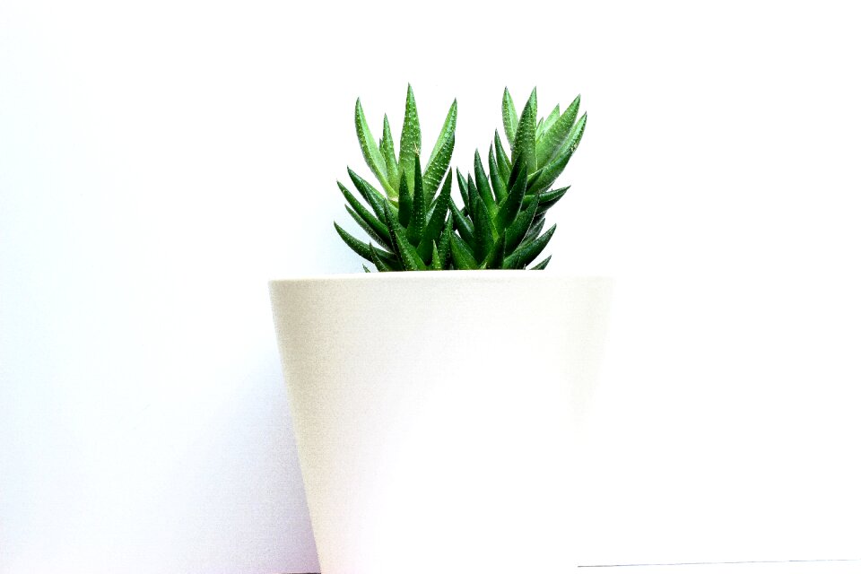 Design plant green