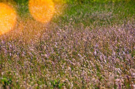 Meadow nature summer photo