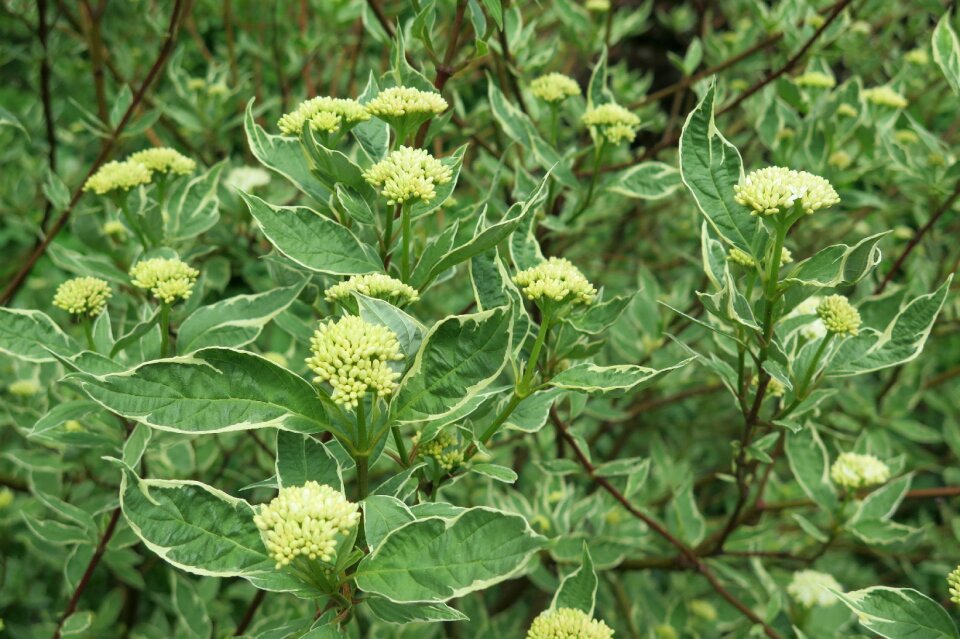 Greens spring shrub