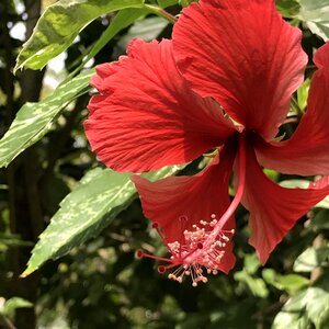 Floral blossom natural