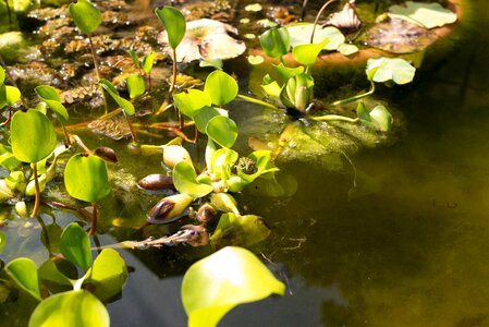 Water lily pond aquatic plants