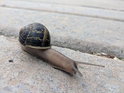 Gastropod snail photo