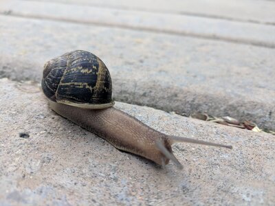Gastropod snail