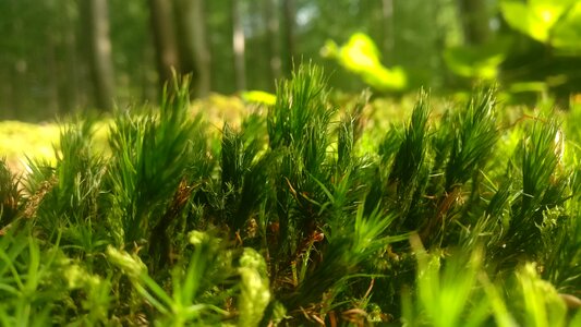 Moss nature Free photos