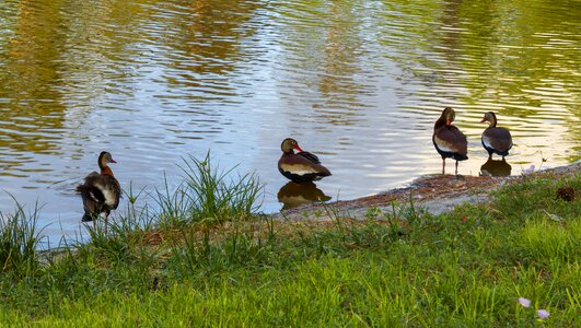 Reflection wildlife nature