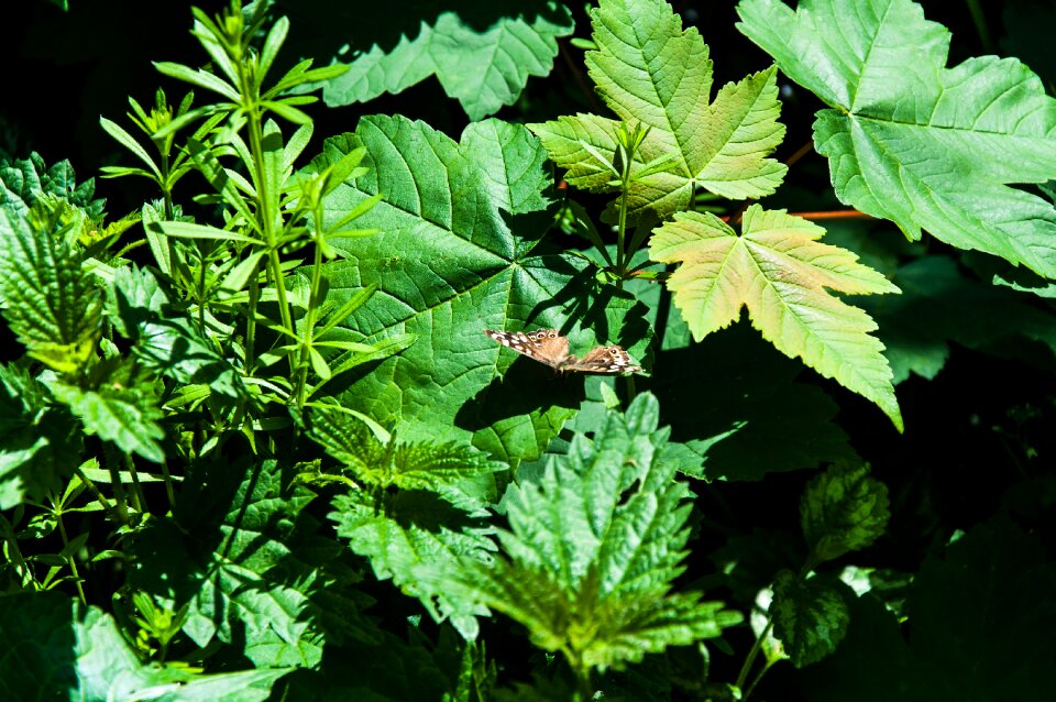 Animal leaves large leaves