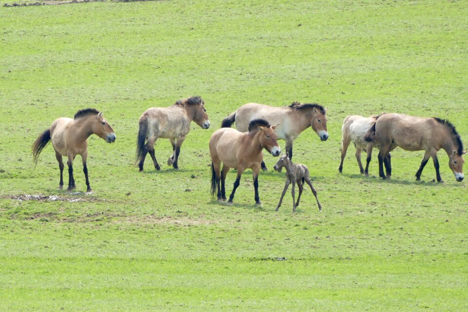 Przewalski horses birth calf