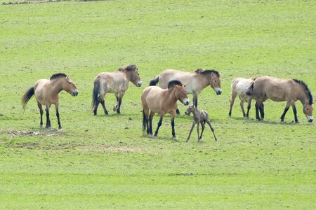 Przewalski horses birth calf