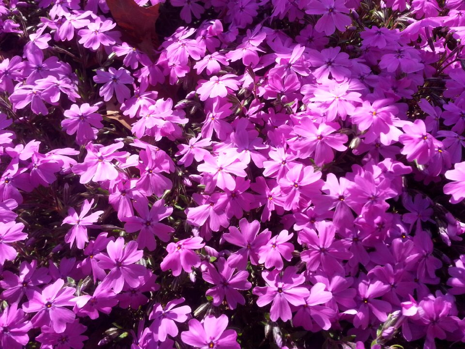 Flower purple flowers Free photos