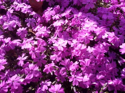 Flower purple flowers Free photos