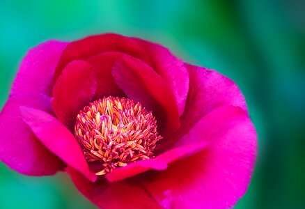 Flower spring close up photo