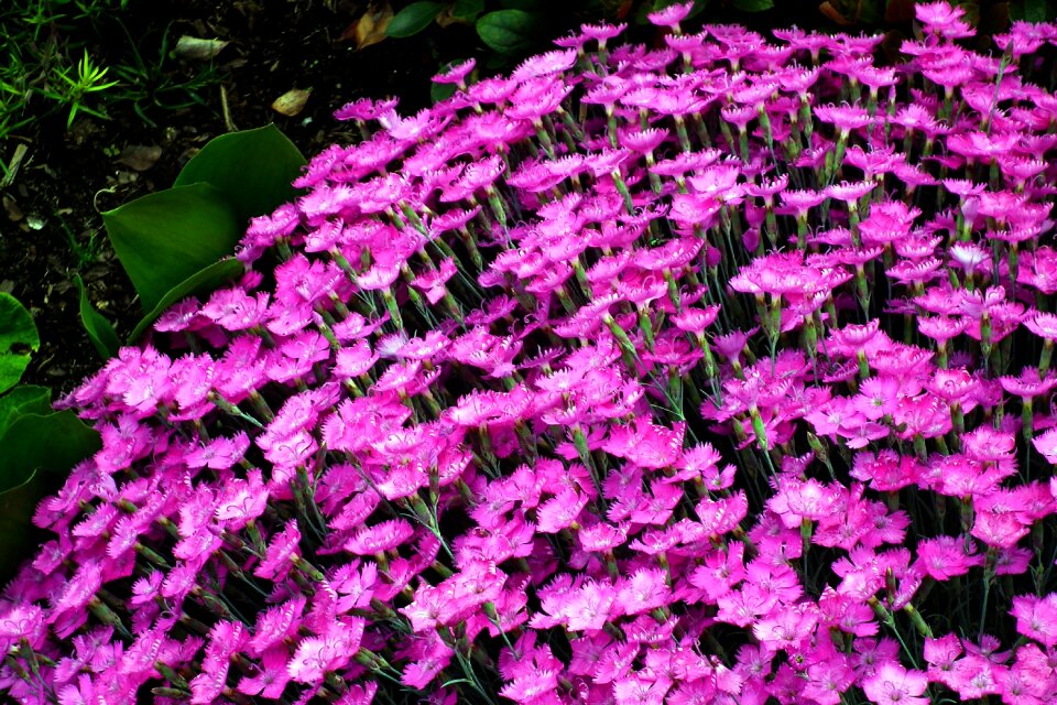 Pink nature garden