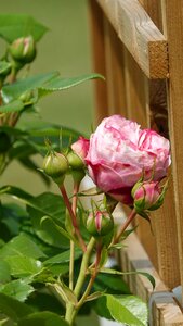 Roses climbing plants spring